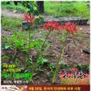 9월 20일 한국의 탄생화 / 꽃무릇 (석산) 이미지