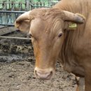 우들농장 이미지