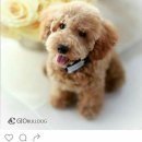 위드독스 이미지