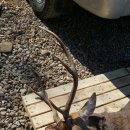 엘크사슴 이미지