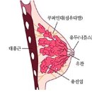 브라운데