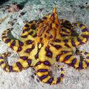 뚱땡이네 이미지