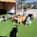 GPS 애견학교 이미지