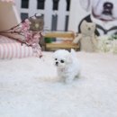 개인정애견샵 이미지