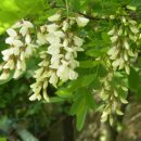 아카시아병원 이미지