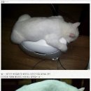 고양이부뚜막 Daum카페