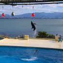 전의우체국 | 후쿠오카 마린월드 돌고래쇼 시간 버스 가는법 입장권 예약 &amp; 식당