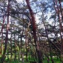 장풍숲위 이미지