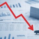 내년 한국 돼지고기 시장 : 공급량 증가 속 가격 하락 예상 이미지