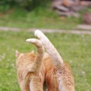 아이조은동물병원 이미지