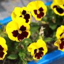 고리울초등학교 이미지