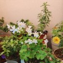 밀레니엄슈퍼 이미지