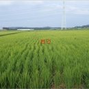 안중농업협동조합청북지점 이미지