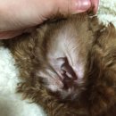 [강아지 정보] 강아지 귀 청소하는 법, 귀 세정제 (이어클리너)