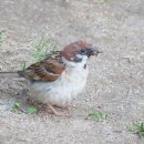 참새의 정원 이미지