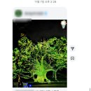 고목나무 | [국내여행] 도동서원 은행나무 고목 미디어파사드 후기