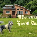 쁘띠댕댕 이미지