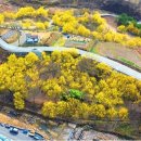 산수유마을