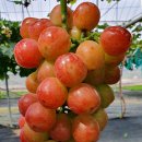 스타캔디 이미지