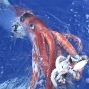 초거대 오징어 발견(Giant squid filmed in Pacific depths: Japan scientists) 이미지