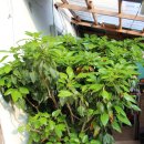 서부농장 이미지