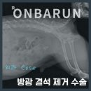 소로3-107 | [온바른 케이스] 방광 결석 제거 수술 케이스 [경기광주동물병원] [24시온바른동물의료센터]