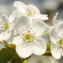 이화(梨花) | 한시(汉诗) : 조선 후기 《문신 신위》 「文臣 申纬」 이화우(梨花雨) : 배꽃 비 (배꽃 흩날릴 적에)