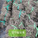 함안두릅