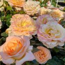 산불피해복구 성금전달/또 사측의 공세적 비난홍보물 부착,그 허구성 조목조목 지적/금일 명등회의 외 (6/1.법회장 현안보고) 이미지