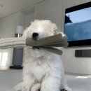 맥시펫(Maxi Pet) | 꼬똥 드 툴레아, 초보 견주를 위한 강아지 용품 추천 리스트