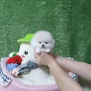 광주 송산동강아지분양 펫왕국 애견분양샵 미니말티즈 입양 후기