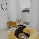 더도그맨션 이미지