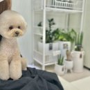 뚜뚜멍멍 이미지
