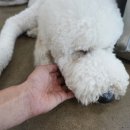 펫월드 경산임당점 이미지