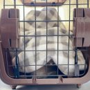 비슬동물병원 이미지