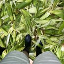 화양면사무소 | 소소하게 재미 있었던 섬섬여수 옥수수 페스티벌 화양면 옥수수 축제 리얼 후기🌽