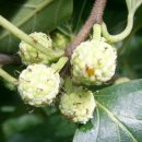 약나무마실 이미지