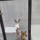 딱지애견샵 이미지