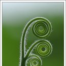 호박넝쿨 이미지