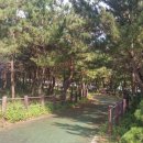 해파랑길 39코스 바우길 05구간 이미지