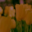 꽃들펜션 이미지