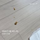 효성동물병원 | [하남 미사] 한결동물병원 :: 말티푸 우동이의 췌장염 치료 후기 + 사료 싹 바꿈