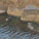 청둥이청둥오리 이미지