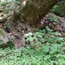 서부초등학교정문 이미지