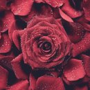 로즈(Rose) 이미지