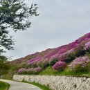 백양산 애진봉 철쭉 군락지 개화상태 등산 후기 / 등산 코스, 소요 시간 공유