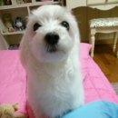 해피멍멍이 이미지