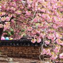 순천향매실마을 | 순천 선암사 | 매화에서 겹벚꽃까지, 한 달간 이어지는 봄꽃 향연 2026 🌸