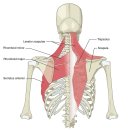 흉곽(Rib cage)나 어깨는 후천적으로 넓어질수 있는가! 이미지