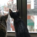 한강 행정사 사무소 이미지